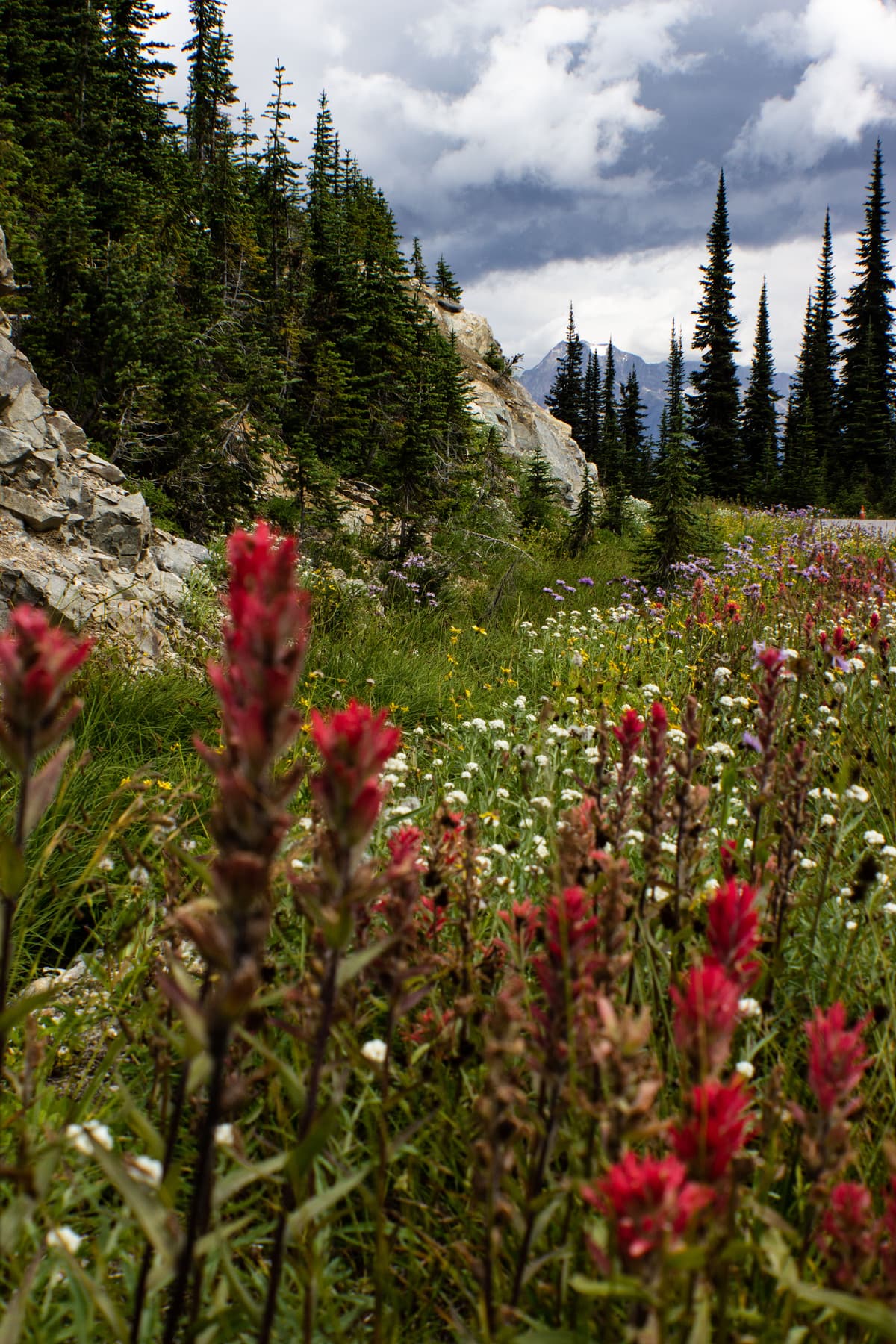 Auf dem Weg zum Mt Revelstoke