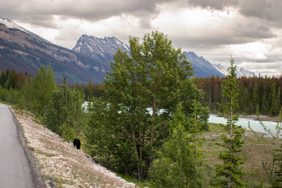 Beware of Bears in Canada