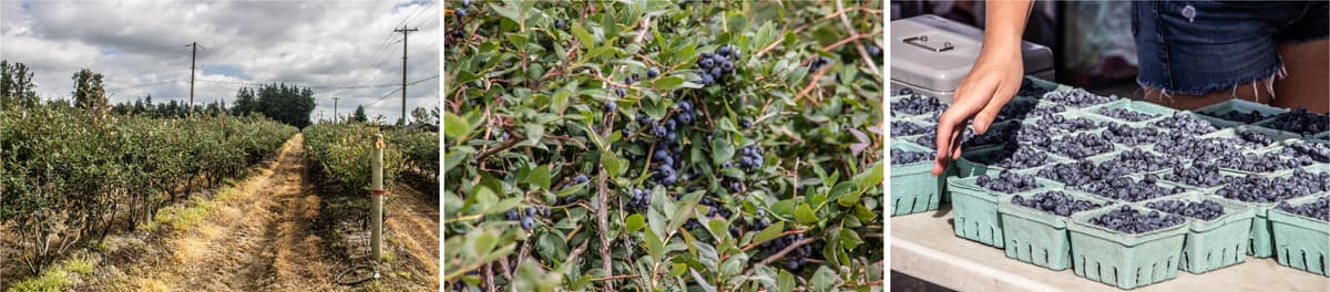 Leckeres Obst in BC